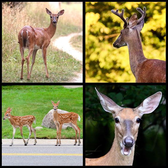 2020-07 deer